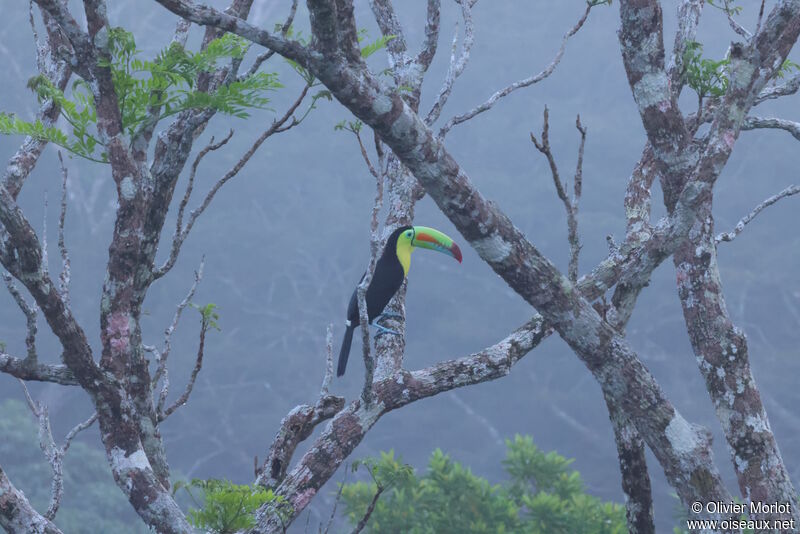 Toucan à carène