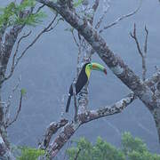 Toucan à carène