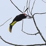 Toucan du Chocó