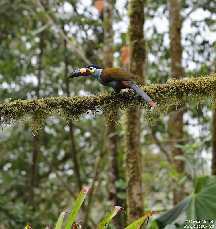 Toucan montagnard