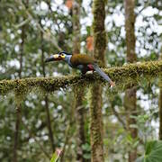 Plate-billed Mountain Toucan