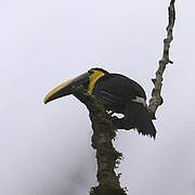 Yellow-throated Toucan