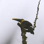 Yellow-throated Toucan