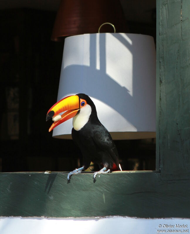 Toucan toco