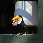 Toco Toucan