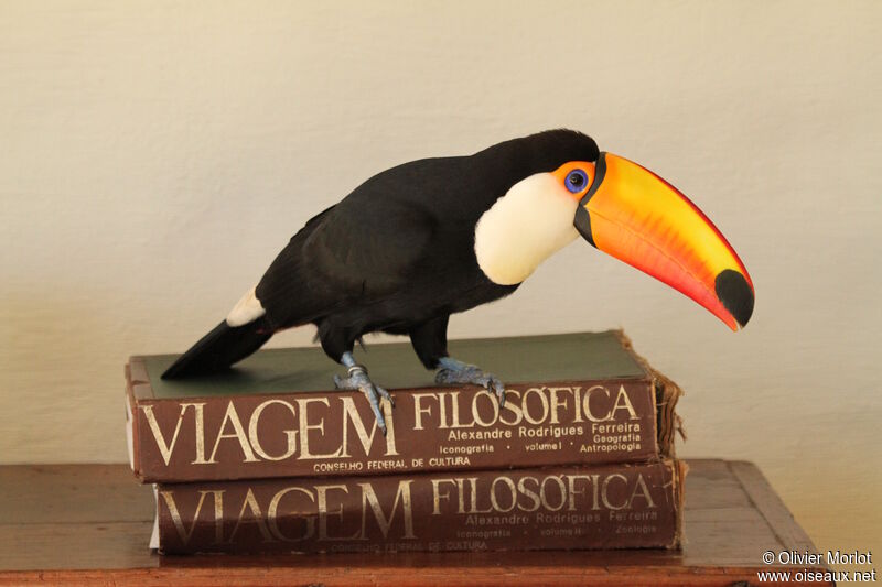 Toco Toucan