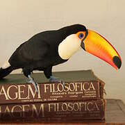 Toco Toucan