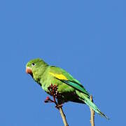 Yellow-chevroned Parakeet