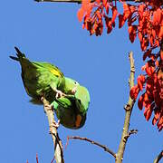 Yellow-chevroned Parakeet