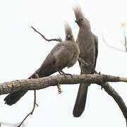 Grey Go-away-bird