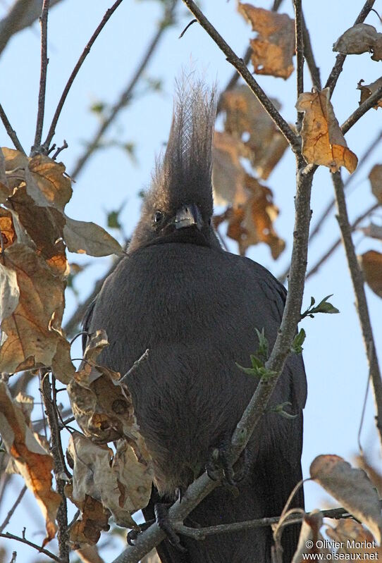 Grey Go-away-bird