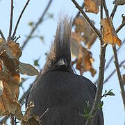 Grey Go-away-bird