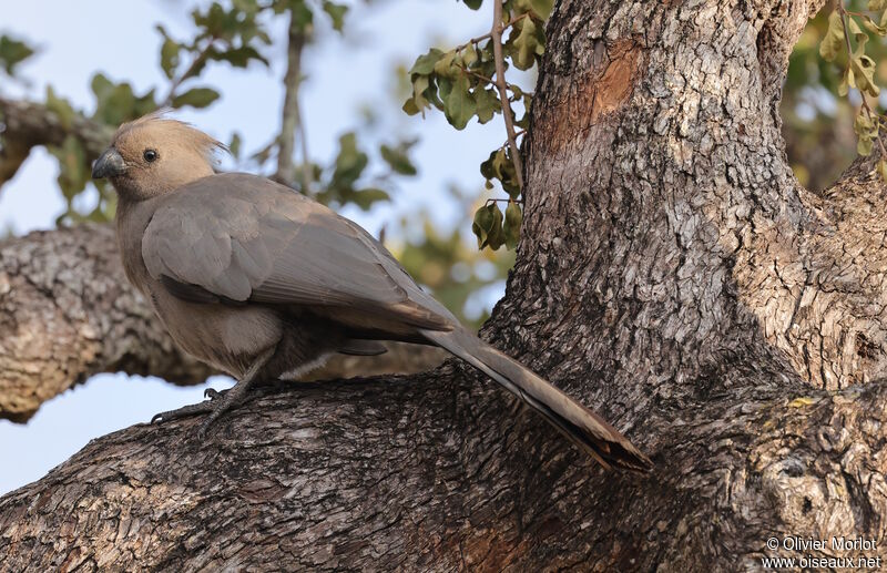 Grey Go-away-bird