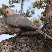 Grey Go-away-bird