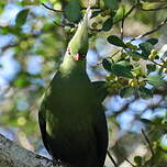 Touraco de Livingstone