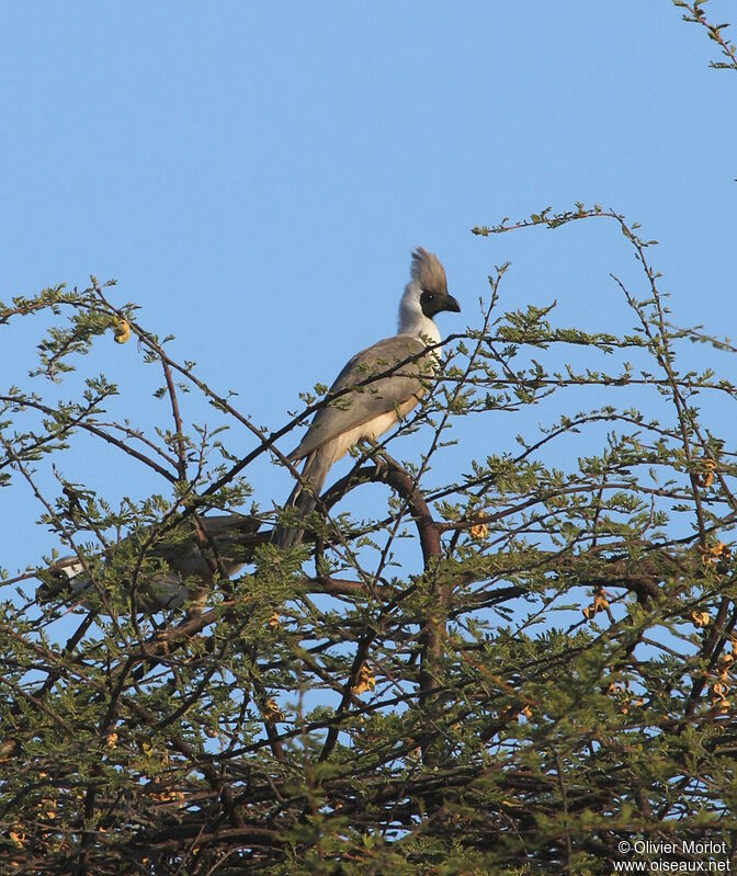 Bare-faced Go-away-bird