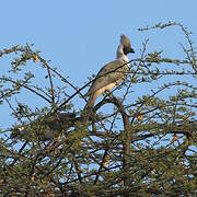 Bare-faced Go-away-bird