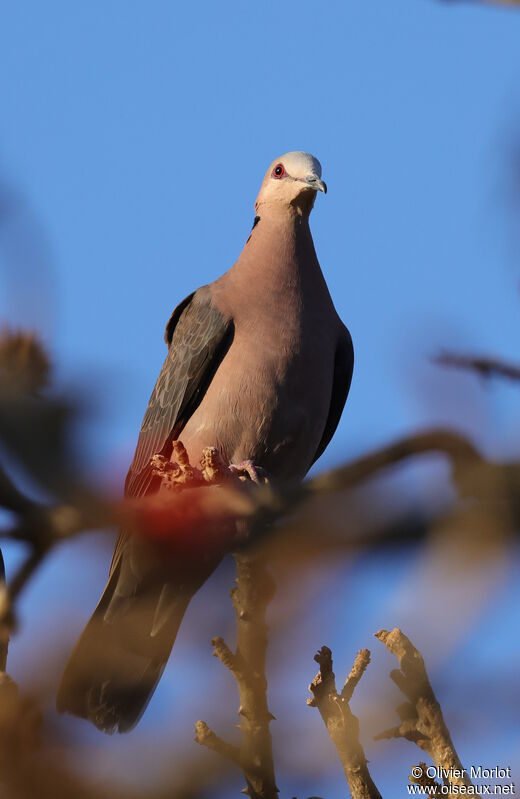 Red-eyed Dove