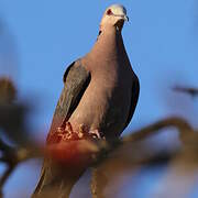 Red-eyed Dove