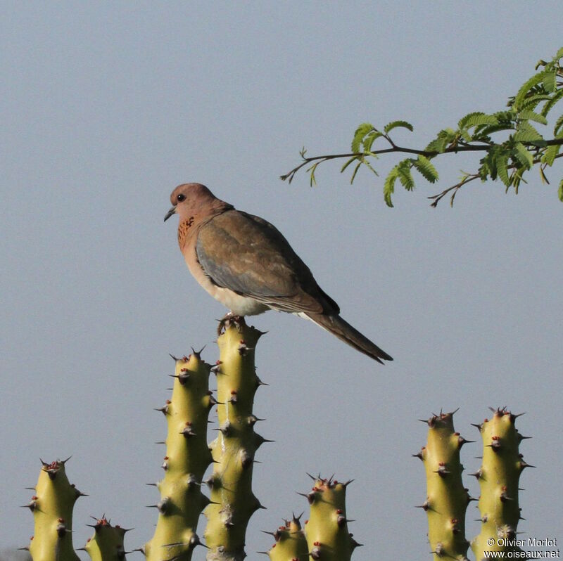 Laughing Dove