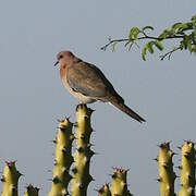 Laughing Dove