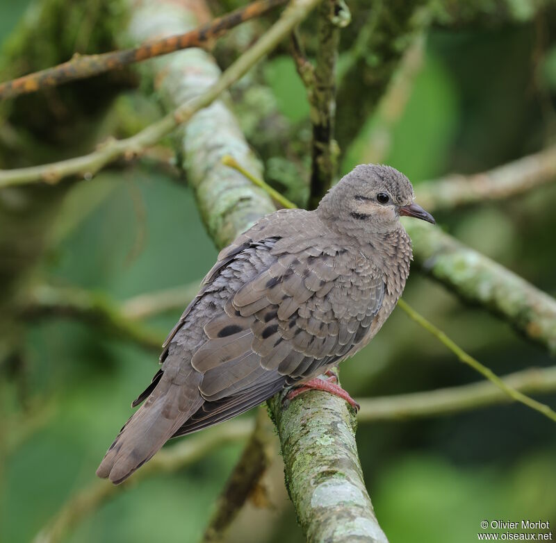 Eared Dove