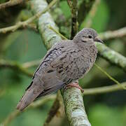 Eared Dove