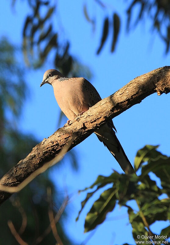 Spotted Dove