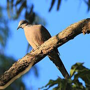 Spotted Dove