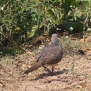 Spotted Dove