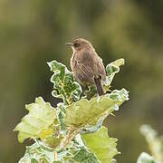 Moorland Chat