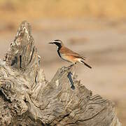 Capped Wheatear