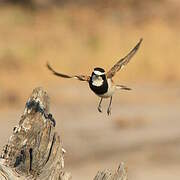 Capped Wheatear