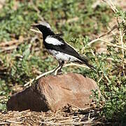 Mountain Wheatear