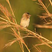 Red-billed Quelea