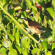 Black-capped Donacobius