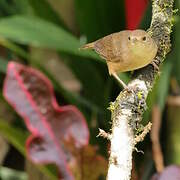 Troglodyte austral