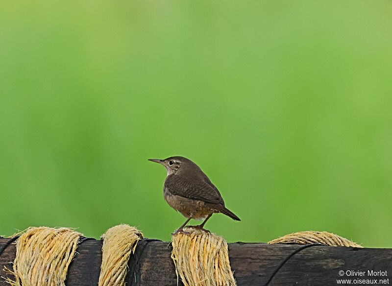 Southern House Wren