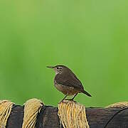 Southern House Wren