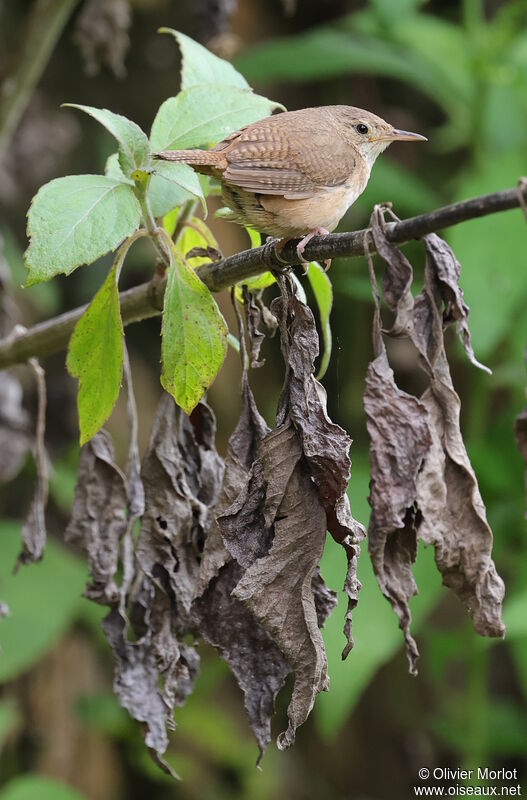 Southern House Wren