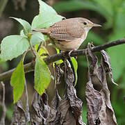 Southern House Wren