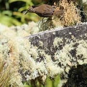 Southern House Wren