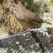 Southern House Wren