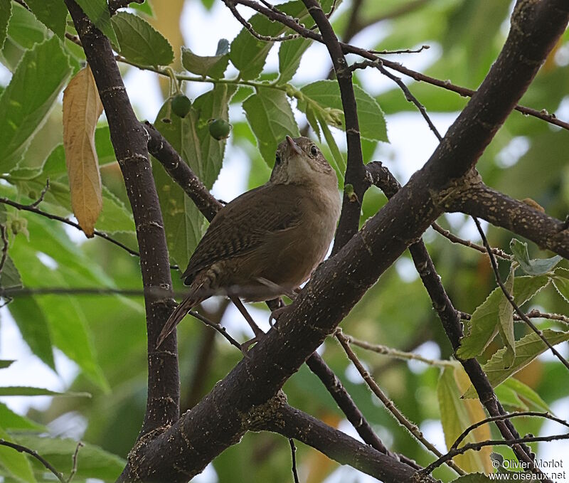 Southern House Wren