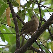 Southern House Wren