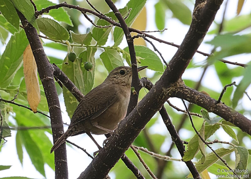 Southern House Wren