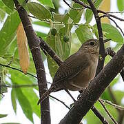 Southern House Wren