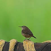 House Wren