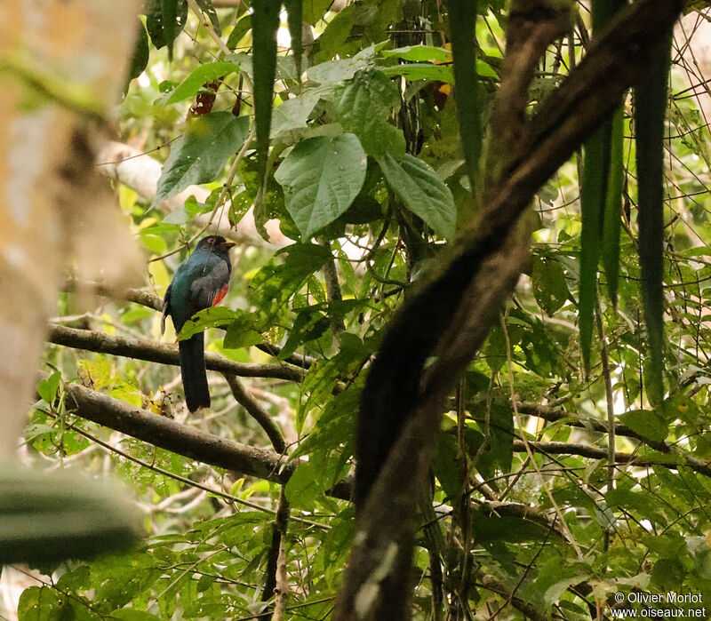 Trogon à queue noire