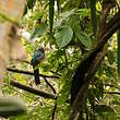 Trogon à queue noire